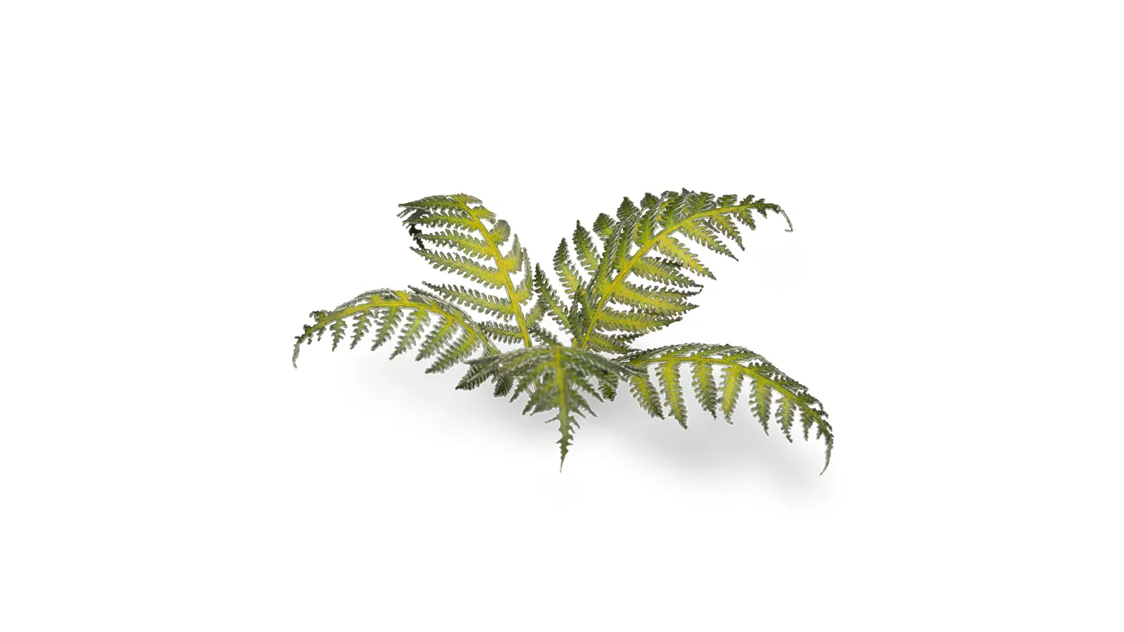 Gamer Grass: Bracken Laser Plants - Image 2