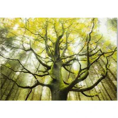 Stefan Hefele Dream Tree 1000 Piece Puzzle